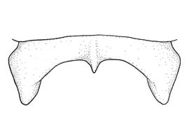   Anthidium parkeri  male, diagram showing dorsal view of seventh tergum (T7), diagram from Gonzalez and Griswold 2013 
